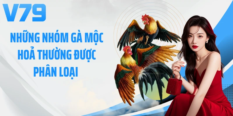 Những nhóm gà mộc hoả thường được phân loại 